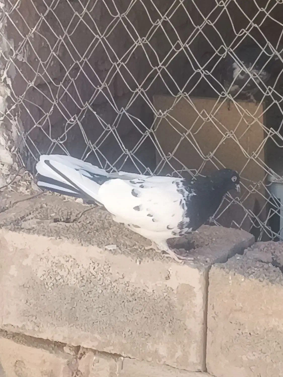 کبوتر شازده کله سیاه|پرنده|قم, انسجام|دیوار