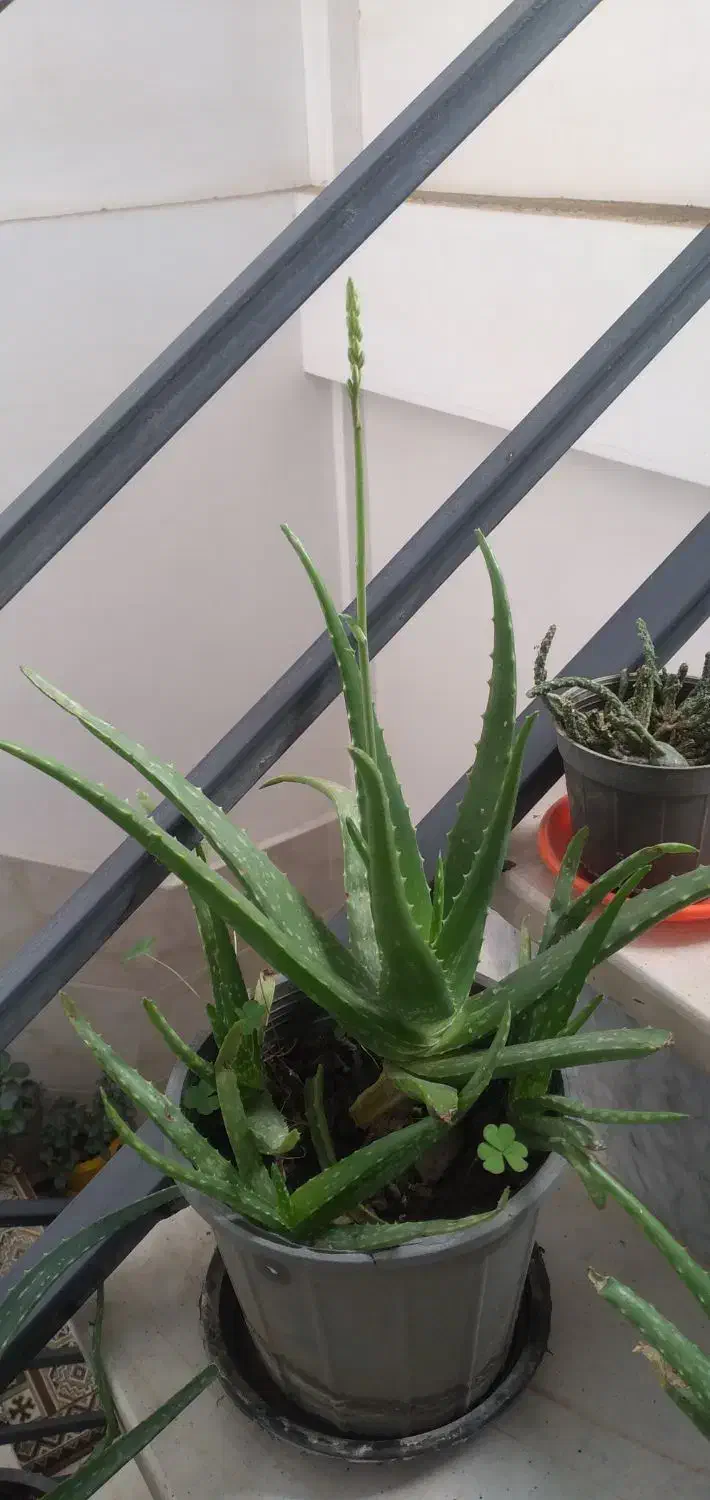 گلهای آپارتمانی|گل و گیاه طبیعی|الوند, |دیوار