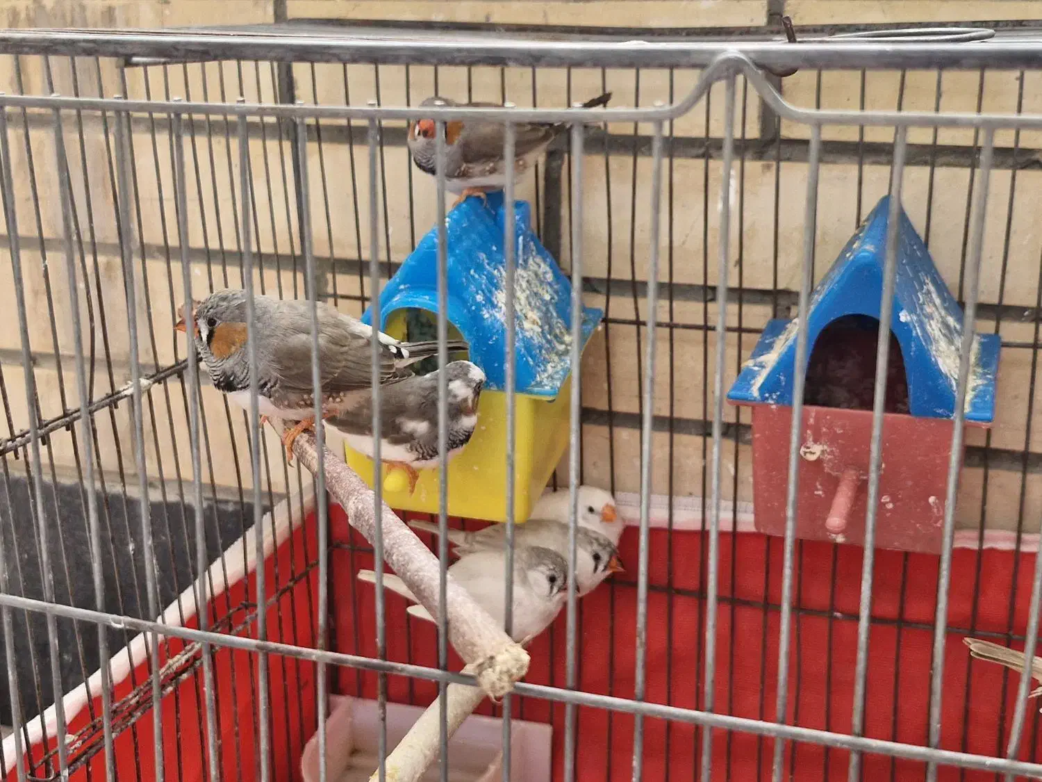 سه جفت فنچ مولد|پرنده|اصفهان, سپاهان‌شهر|دیوار