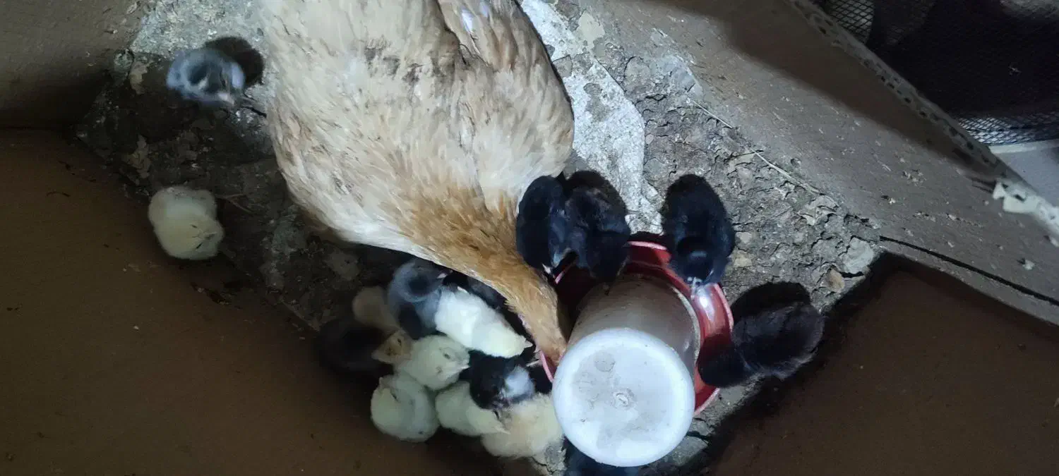 ۱۵عدد جوجه محلی بدون مادر|حیوانات مزرعه|زابل, |دیوار