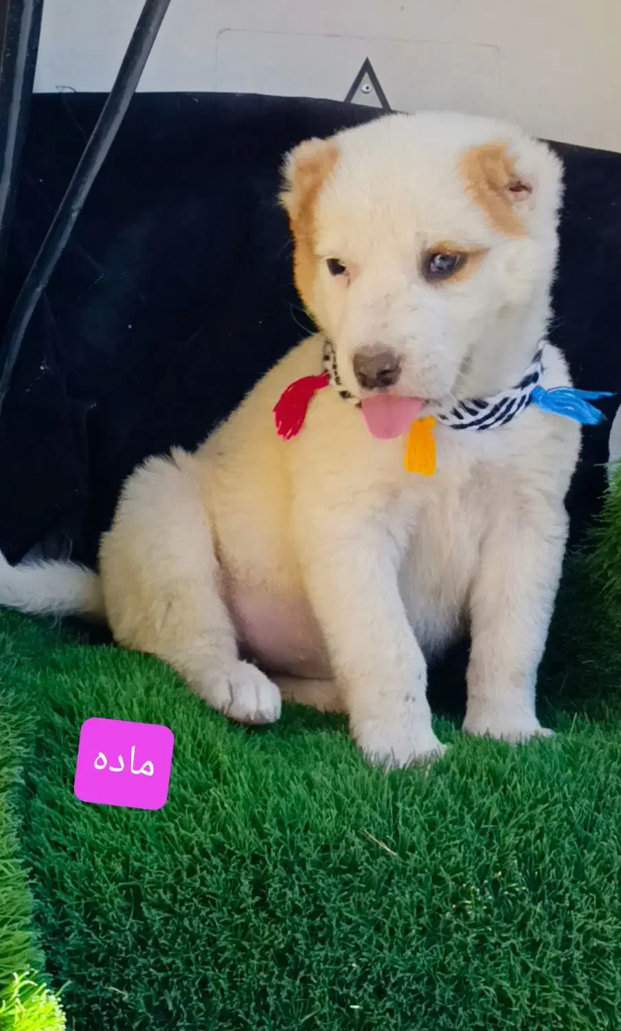 تعدادی توله های نر ماده آماده ارسال|سگ|تهران, آشتیانی|دیوار