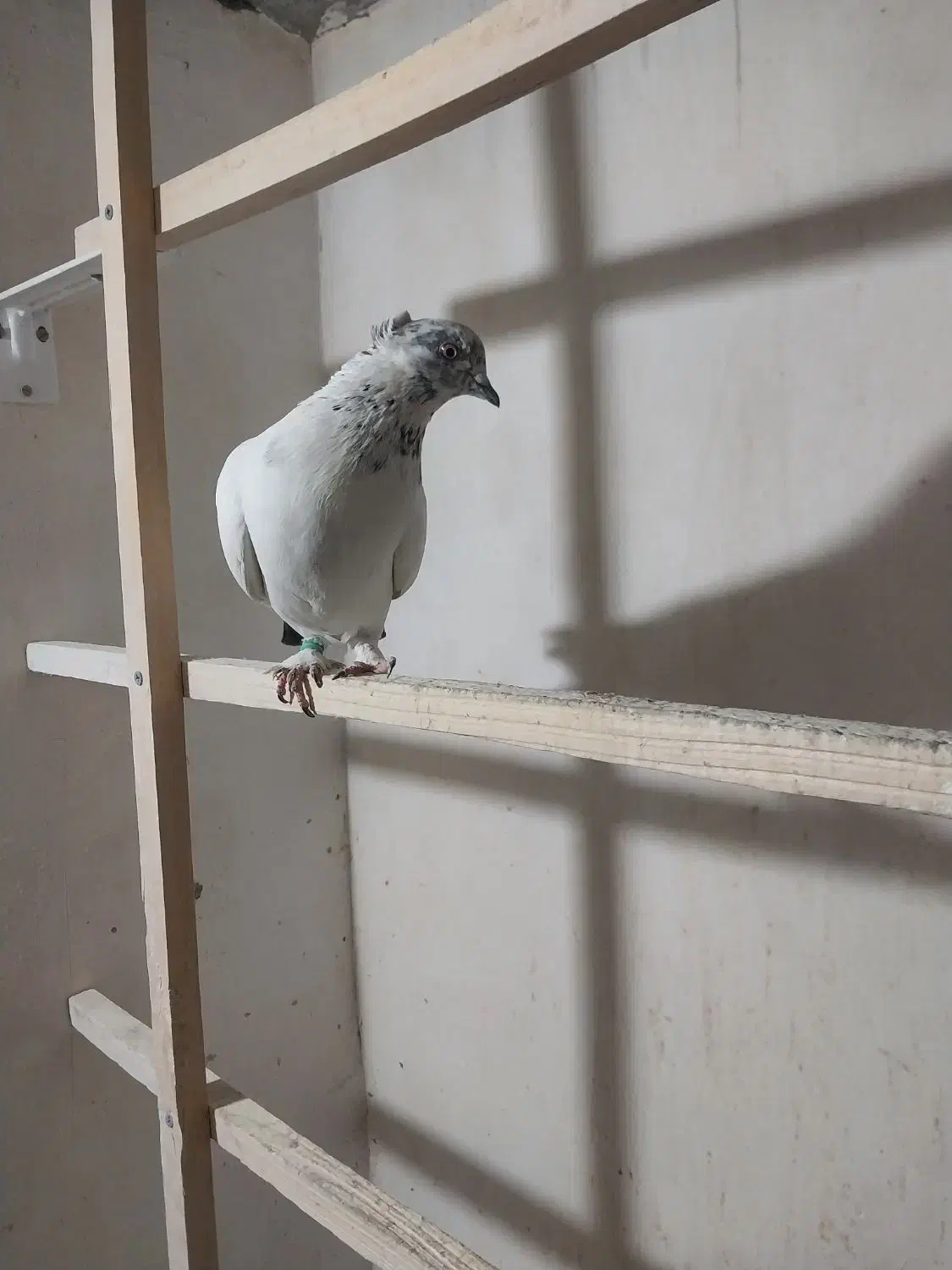 کبوتر|پرنده|قم, شهر قائم|دیوار