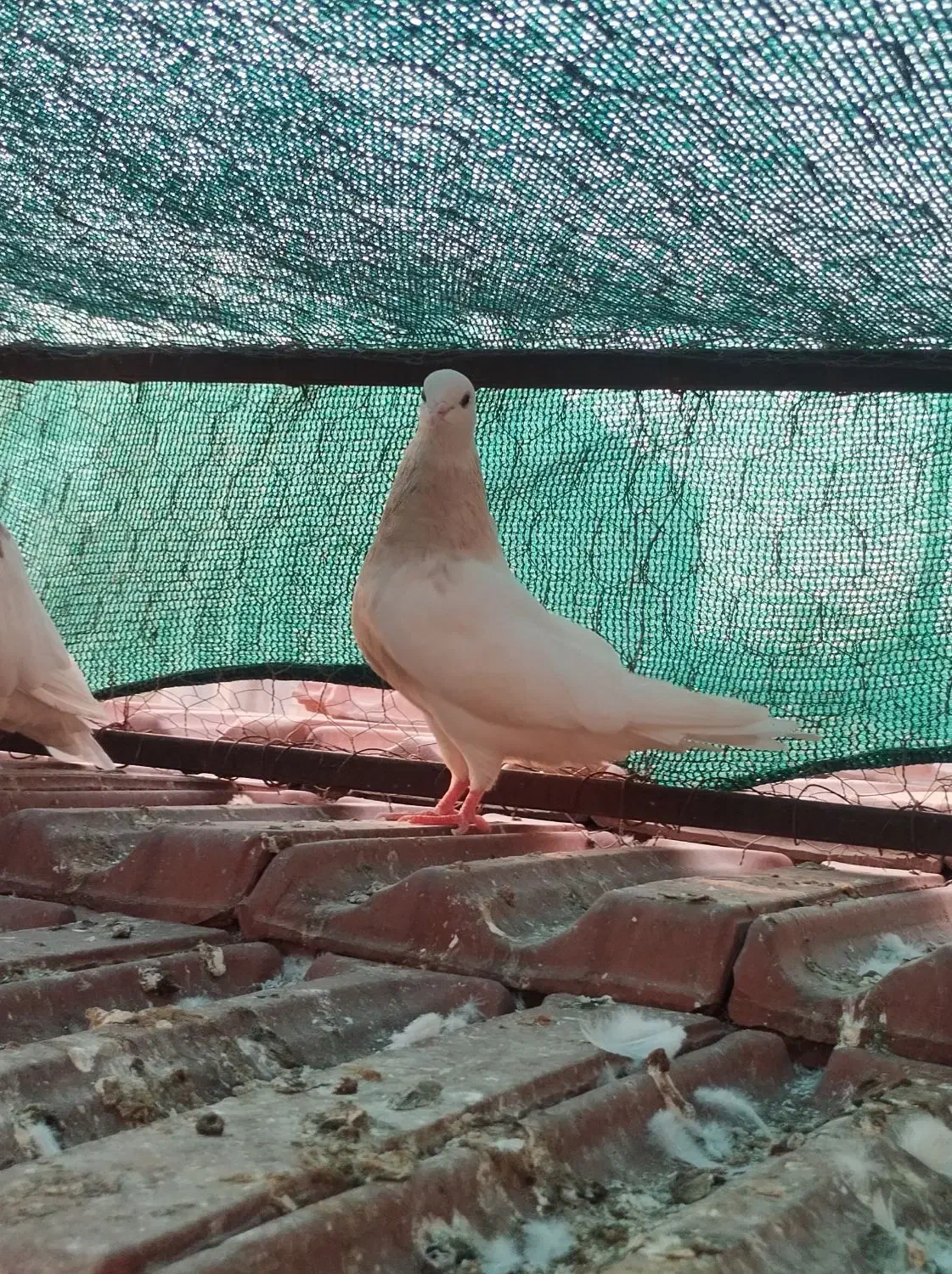 طوقی|پرنده|فولادشهر, زاینده رود|دیوار