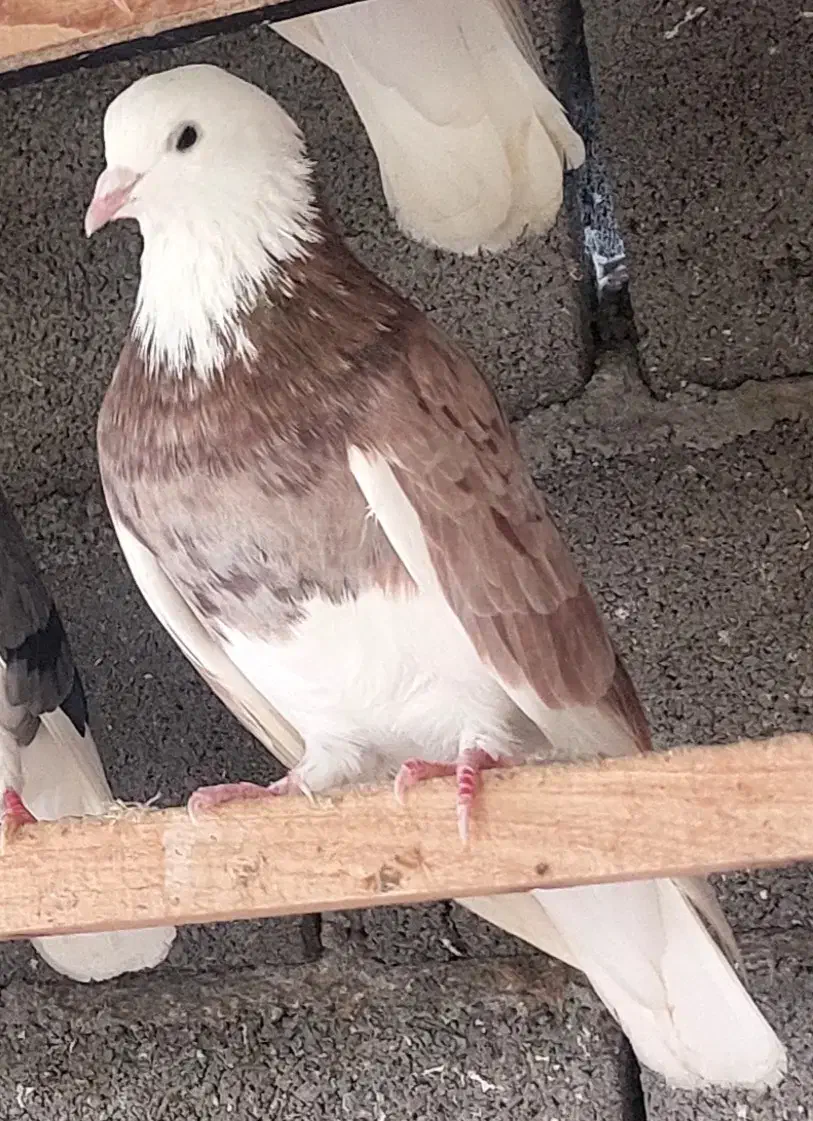 کفتر|پرنده|علیآباد کتول, |دیوار