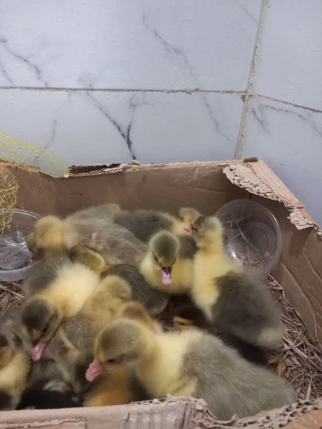 جوجه غازواردک خارجی|حیوانات مزرعه|قائمشهر, |دیوار