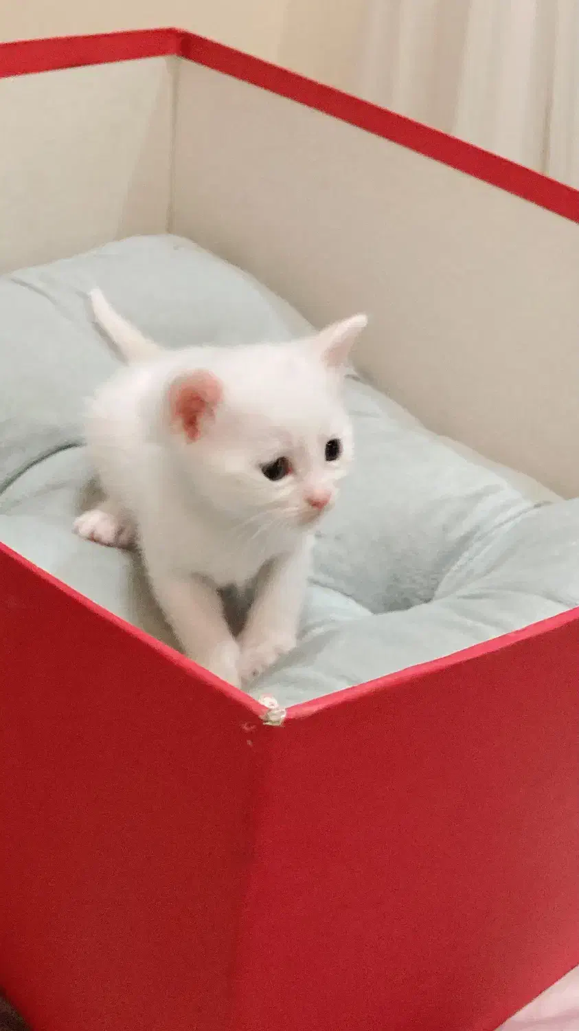 گربه اسکاتیش و بریتیش|گربه|تهران, جنتآباد شمالی|دیوار