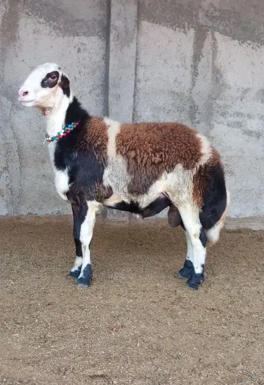 قوچ پلنگی|حیوانات مزرعه|مهرستان, |دیوار