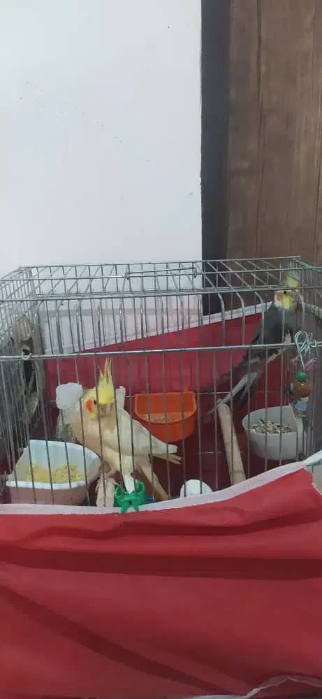 عروس هلندی با۴عددجوجه|پرنده|صدرا-فارس, فاز ۲|دیوار