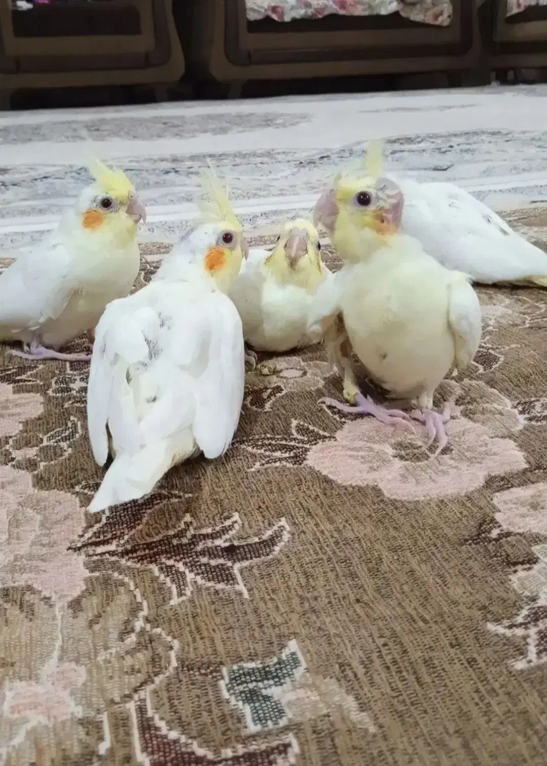 عروس هلندی رادمان|پرنده|زهک, |دیوار