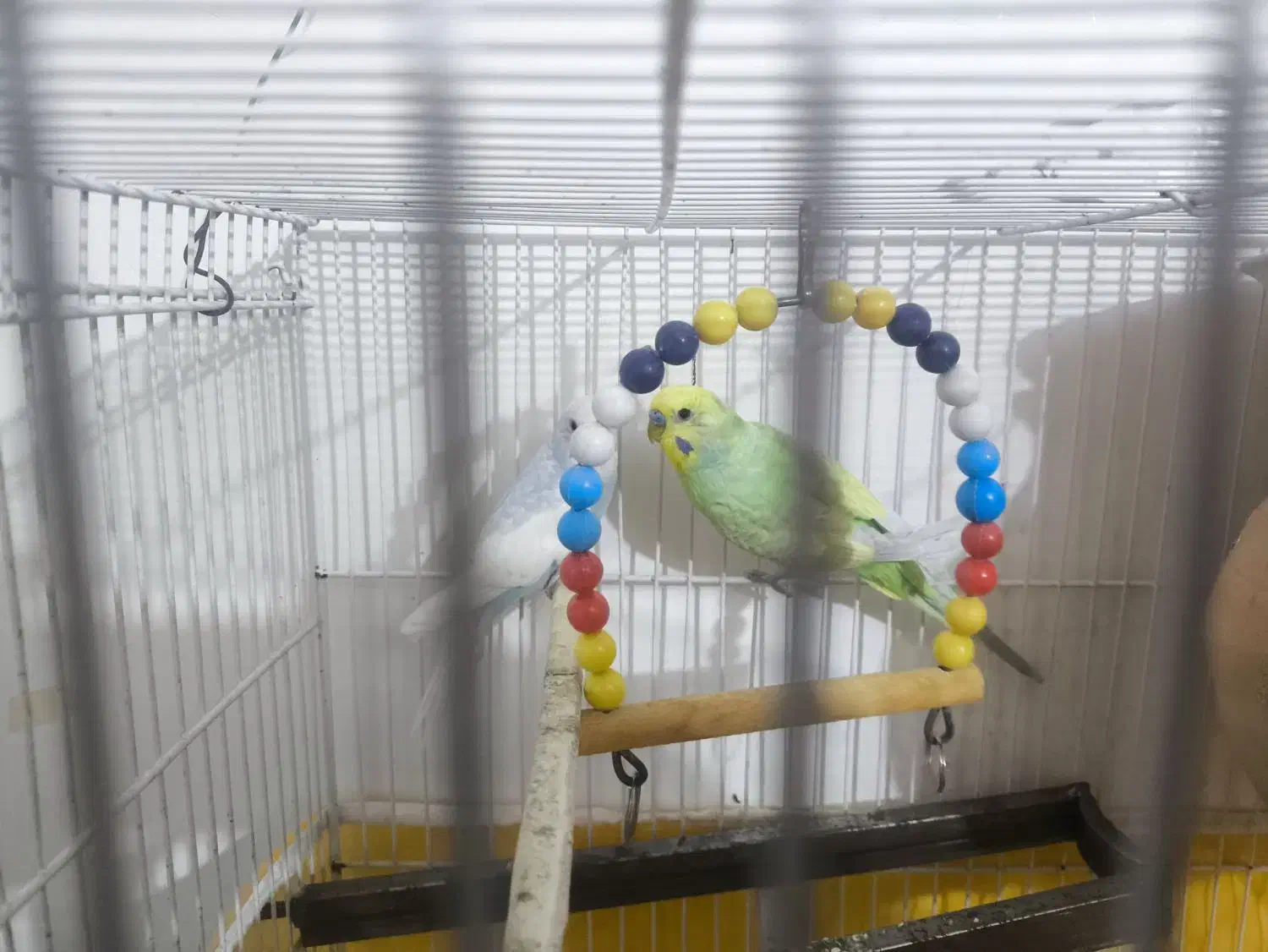 مرغ عشق بالغ|پرنده|سراوان, |دیوار