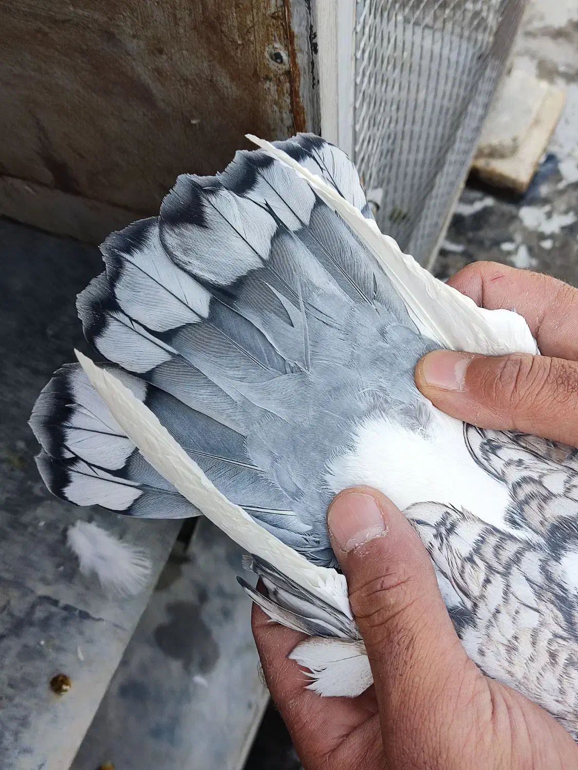 کفتر بلژیکی|پرنده|خمینی‌شهر, |دیوار