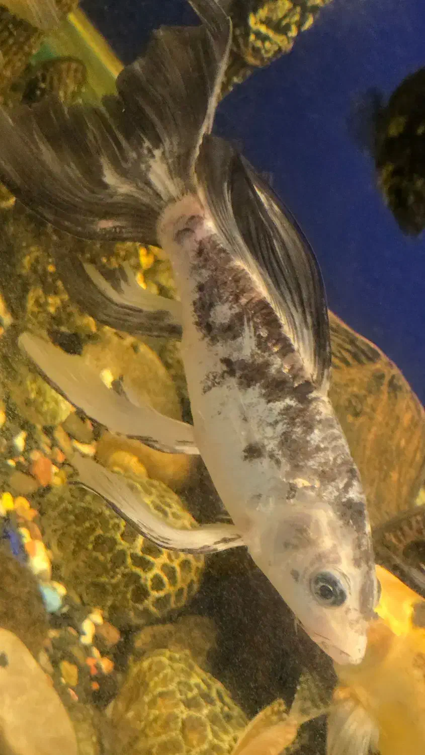 ماهی نژاد کوی|ماهی|رشت, پاره بیجار|دیوار