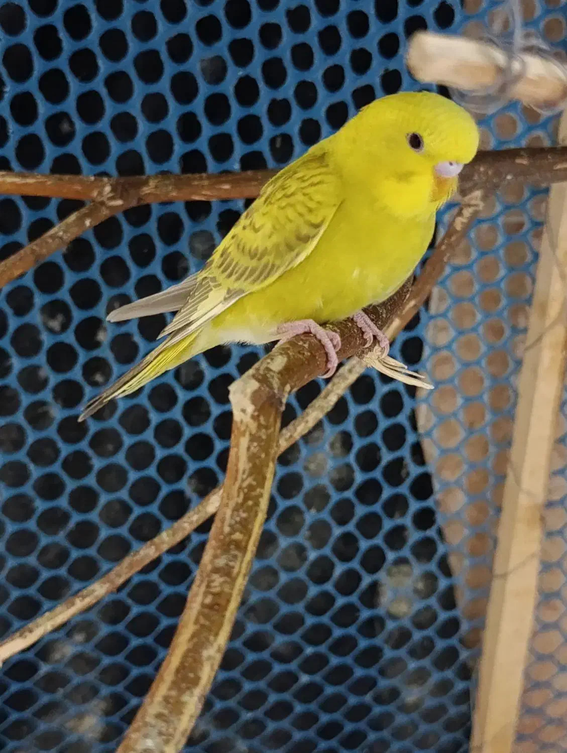 مرغ عشق|پرنده|خرمشهر, |دیوار