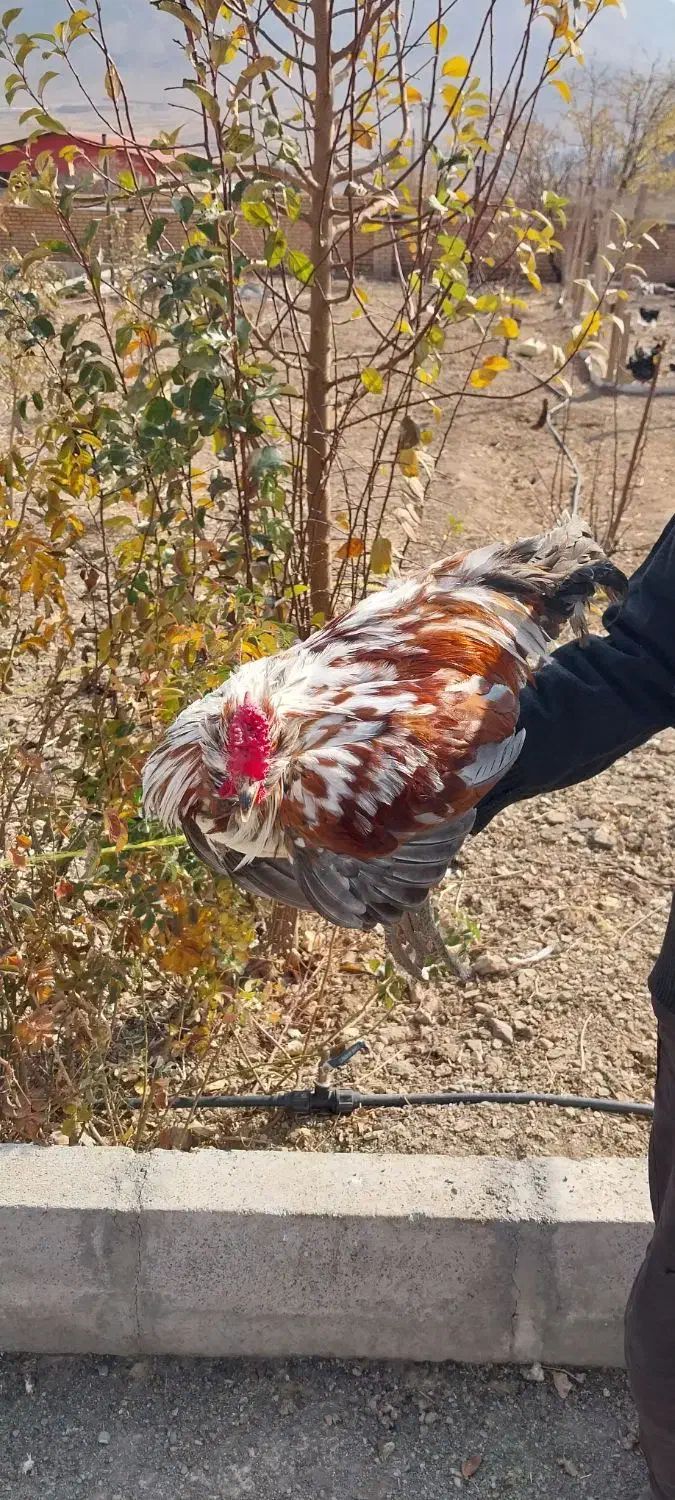 خروس گلین فروشی|حیوانات مزرعه|خوانسار, |دیوار