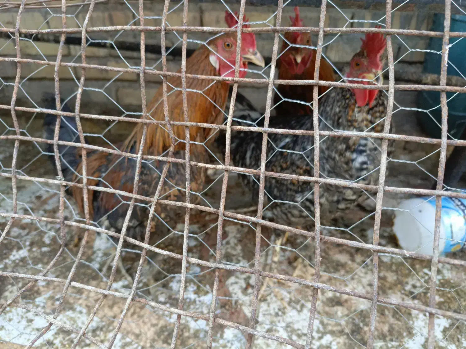 خروس|حیوانات مزرعه|اهواز, گیت بوستان|دیوار