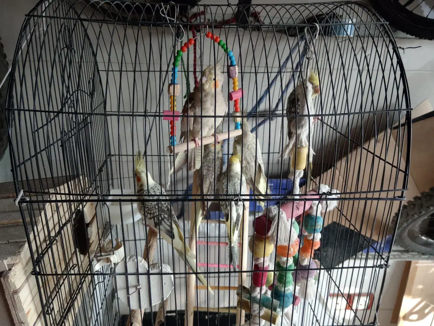 تعدادی عروس هلندی|پرنده|فردیس, شهرک ۱۱۰|دیوار