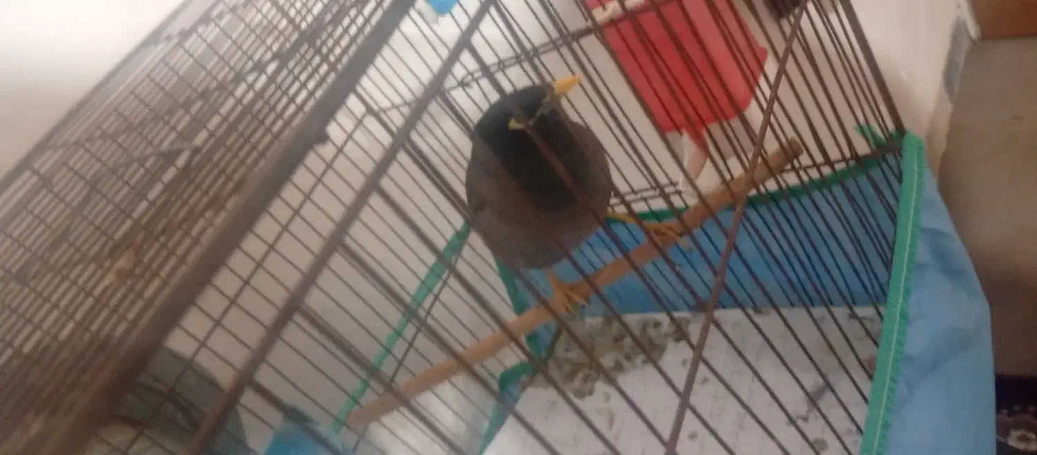 مرغ مینا|حیوانات|شیراز, شهرک مهدیه|دیوار