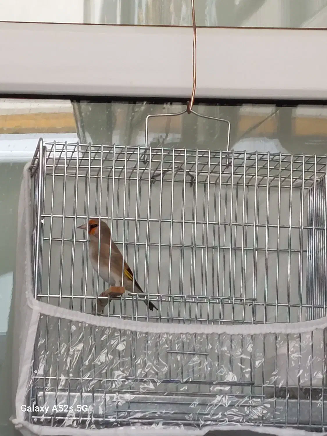 سهره نر|پرنده|تبریز, |دیوار