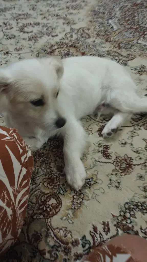 فروش سگ قیمت دو میلیون(20/000/000)|سگ|تبریز, |دیوار