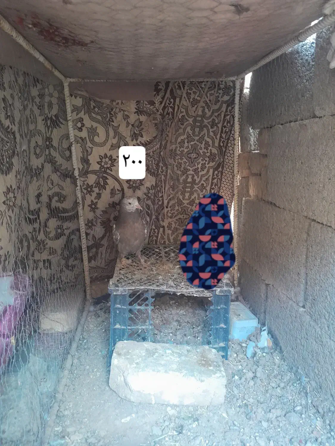 ۵ عدد کبوتر|پرنده|جرقویه, |دیوار