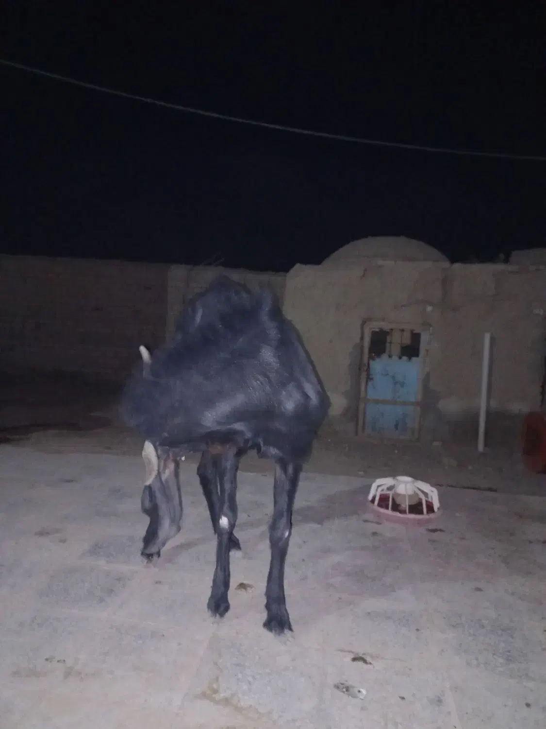 بز تک شاد گلابی|حیوانات مزرعه|کرباسک, |دیوار