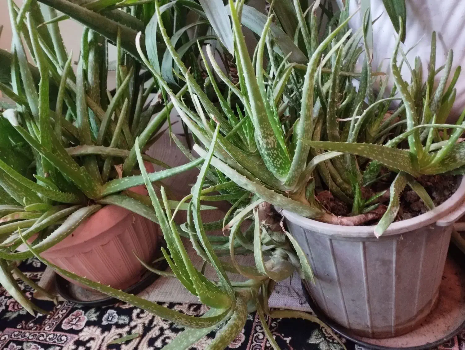 الورا معاوضه|گل و گیاه طبیعی|سهند, |دیوار