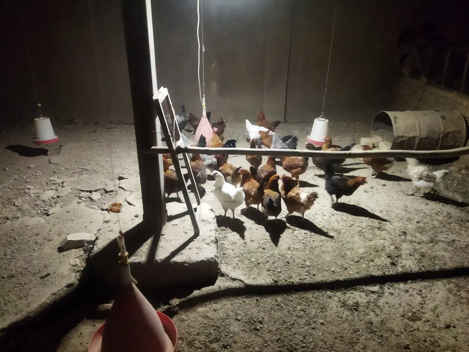 مرغ محلی تخمگذار ضمانتی|حیوانات مزرعه|فامنین, |دیوار