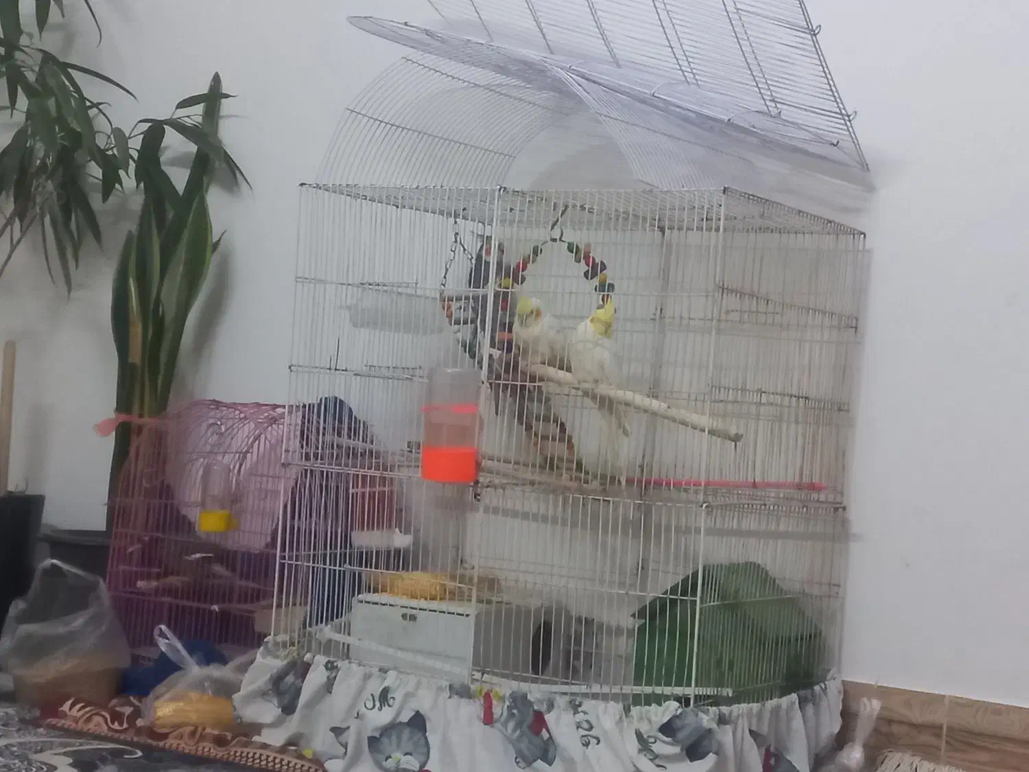 عروس هلندی|پرنده|مشهد, ایوان|دیوار