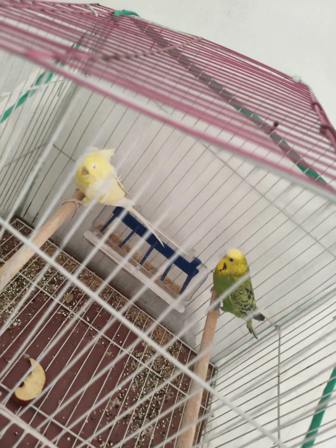 یک جفت مرغ عشق|پرنده|ایلام, |دیوار