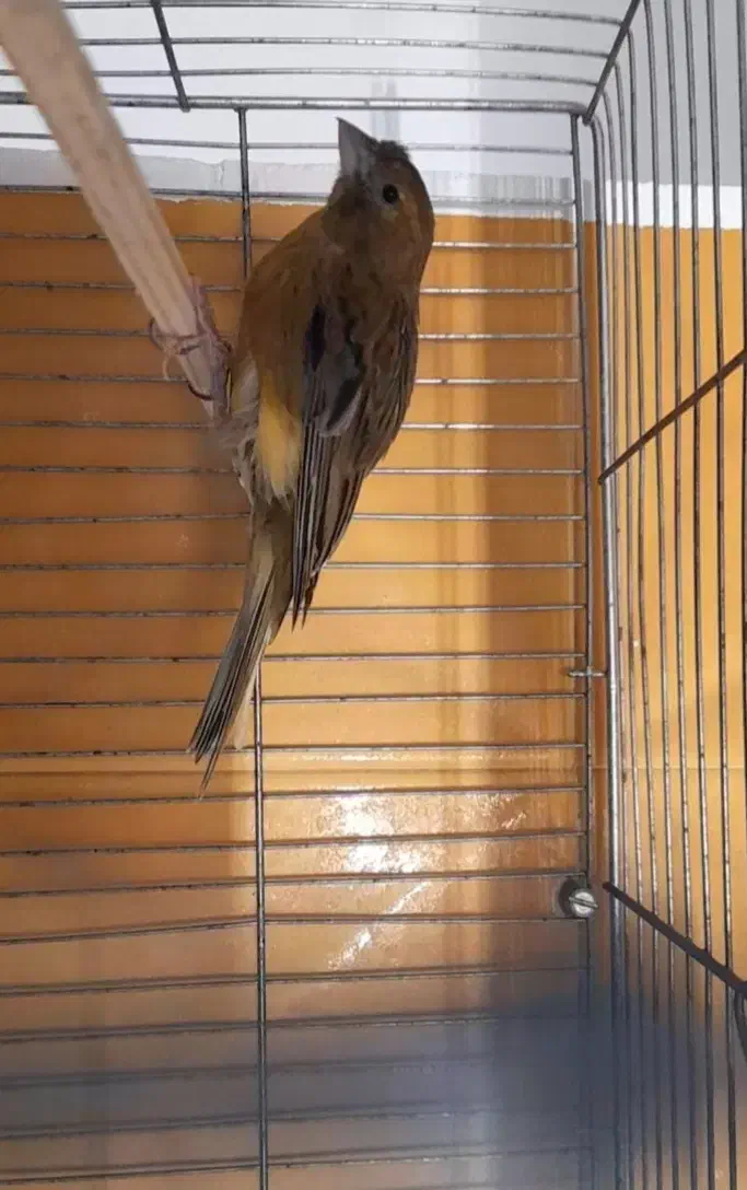 قناری ماده|پرنده|سمنان, |دیوار