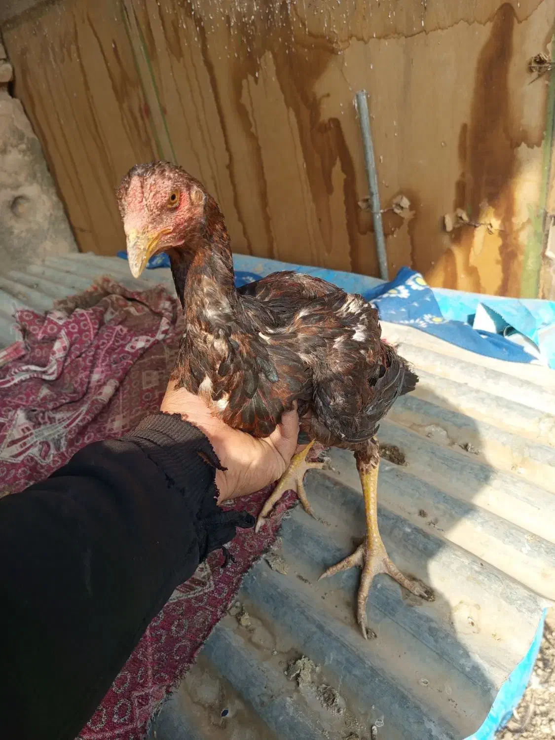 لاری|حیوانات مزرعه|اصفهان, ارداجی|دیوار