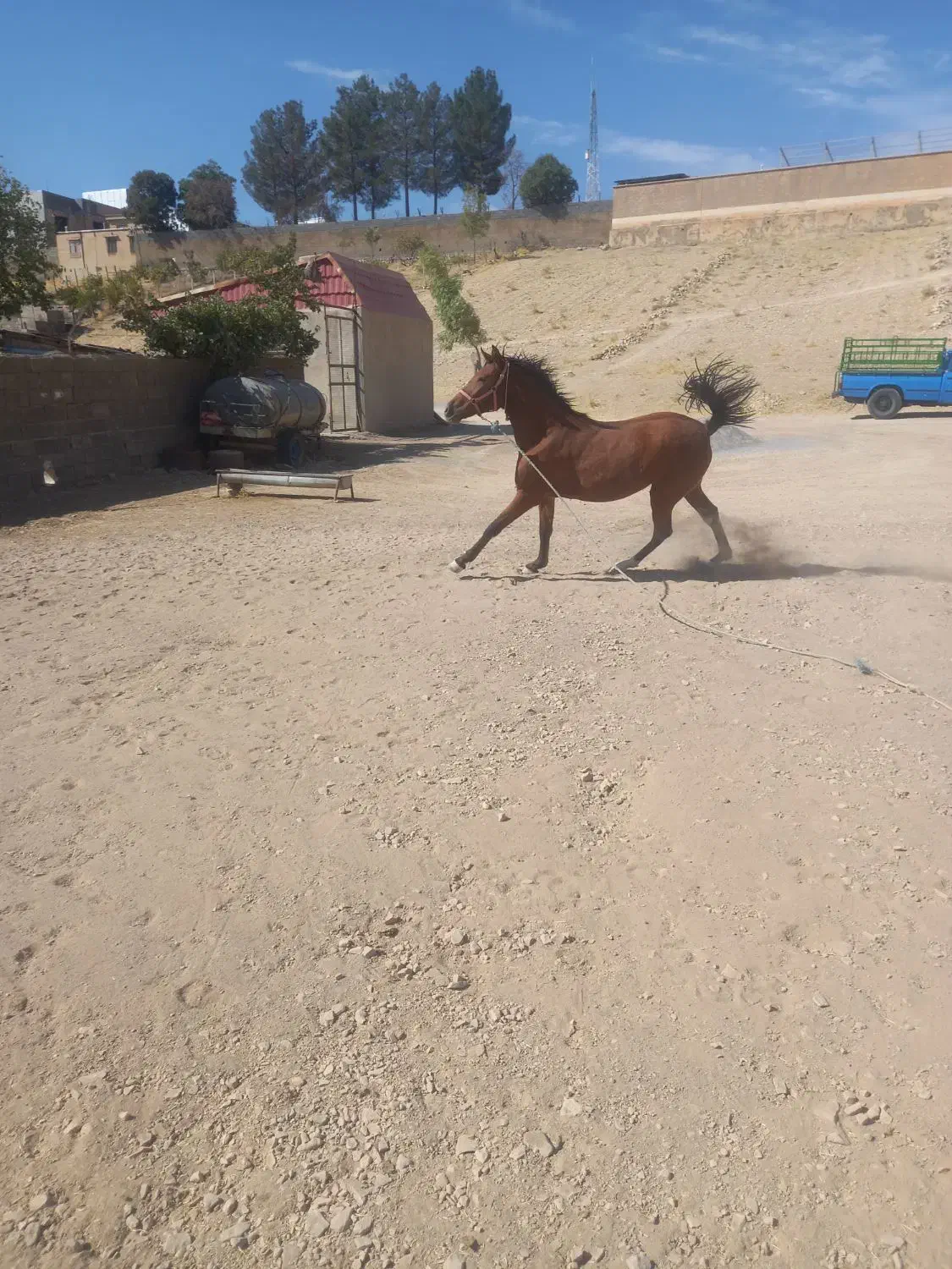 سلام یک عدد کره مادیان کرد|اسب و تجهیزات اسبسواری|ایلام, |دیوار