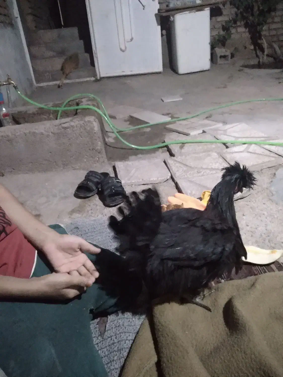 جوجه خروس|حیوانات مزرعه|قائن, |دیوار