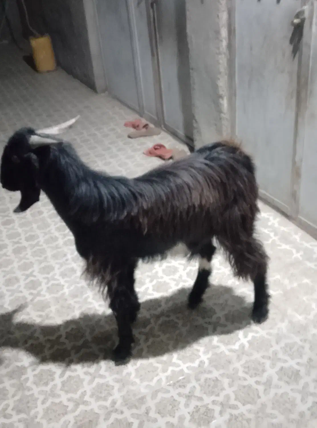 فروشی|حیوانات مزرعه|بمپور, |دیوار