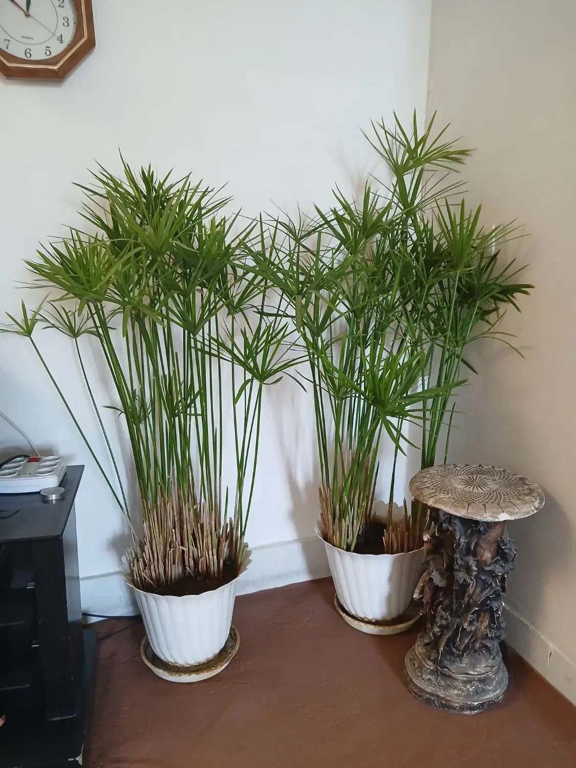 گل مرداب|گل و گیاه طبیعی|خمینی‌شهر, |دیوار