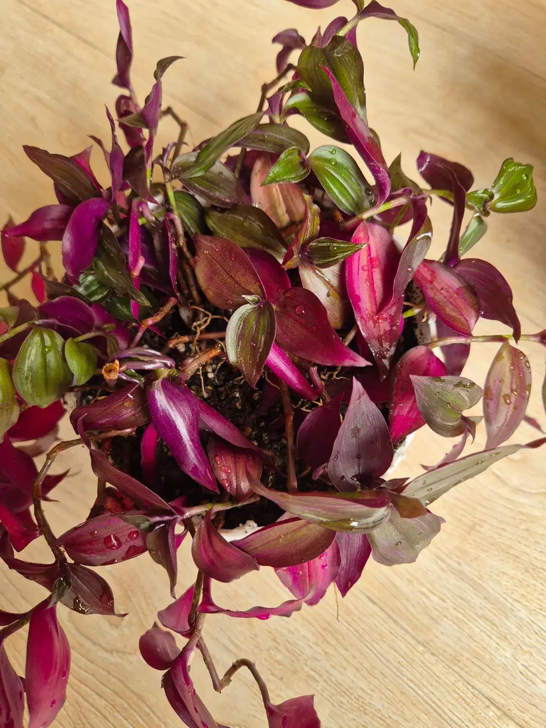 گلدان طبیعی سلامت و شاداب|گل و گیاه طبیعی|تهران, سهروردی|دیوار