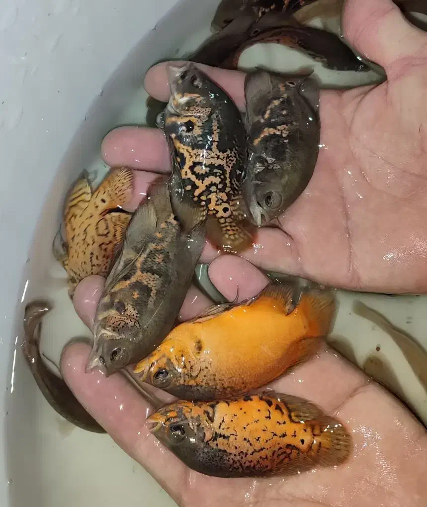 اسکار خوشرنگ|ماهی|مشهد, دوست آباد|دیوار