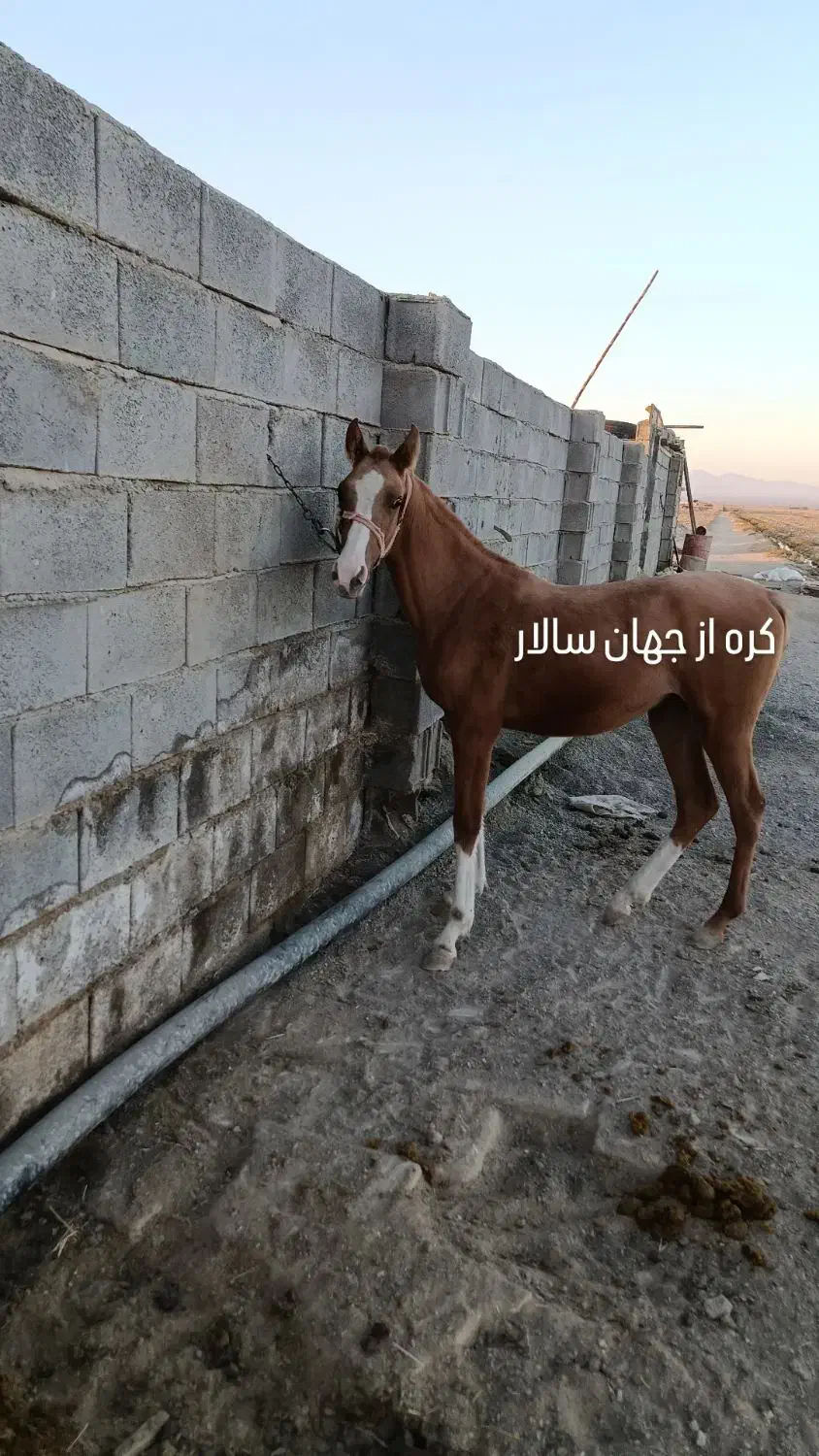 اسب وتجهیزات|اسب و تجهیزات اسبسواری|رودشت (اصفهان), |دیوار