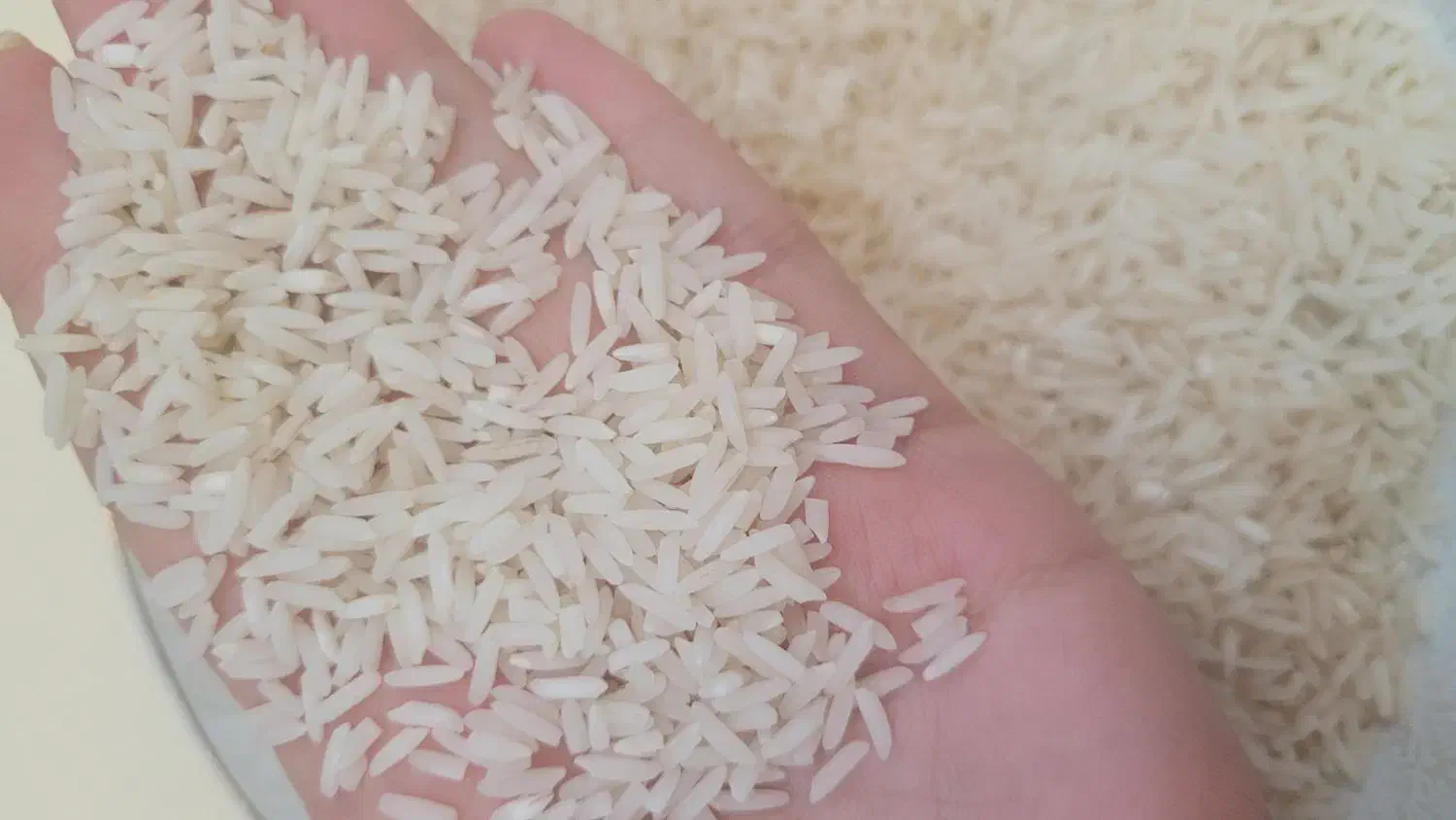 برنج هاشمی درجه یک برای دستک|خوردنی و آشامیدنی|لاهیجان, شهرک سلمان فارسی|دیوار