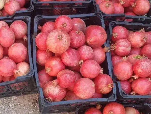 انار آبدار و خوشمزه|خوردنی و آشامیدنی|حمیدیا, |دیوار
