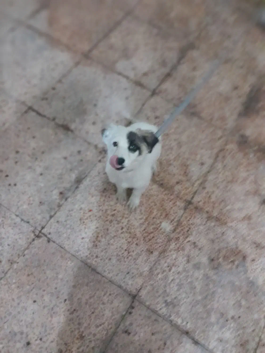 سلام واکسن زده. و بازی گوش|سگ|بندرعباس, |دیوار