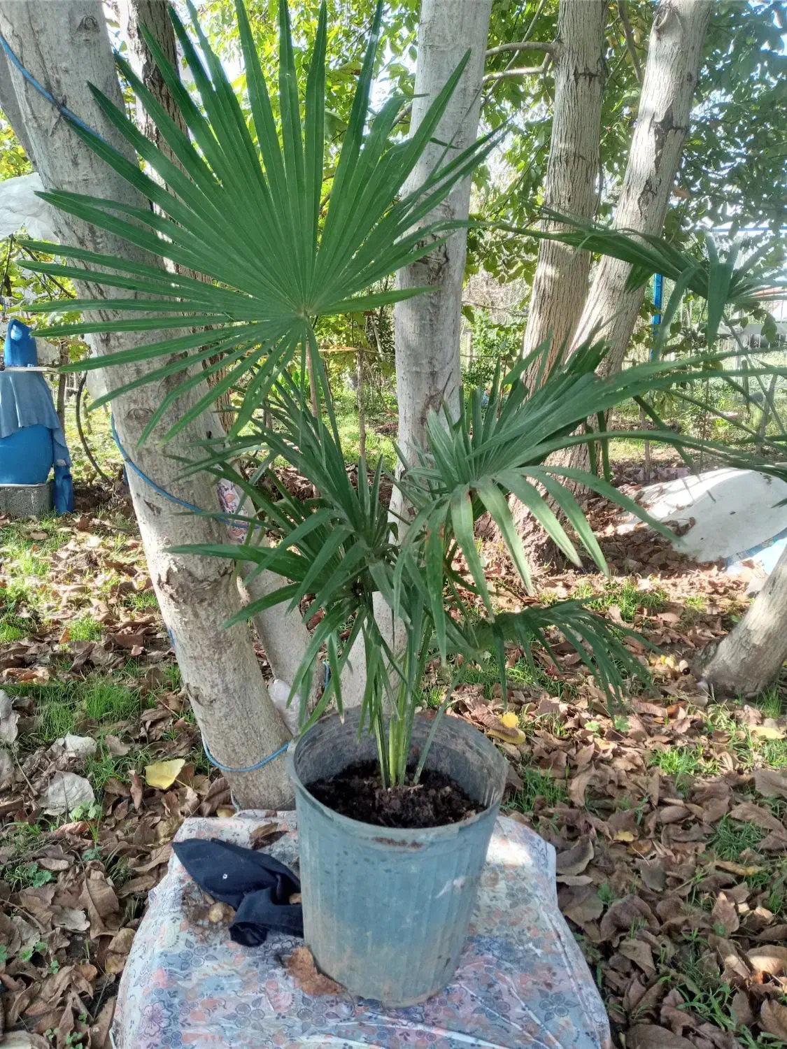 گل تزئینی|گل و گیاه طبیعی|رشت, کوی قدس|دیوار