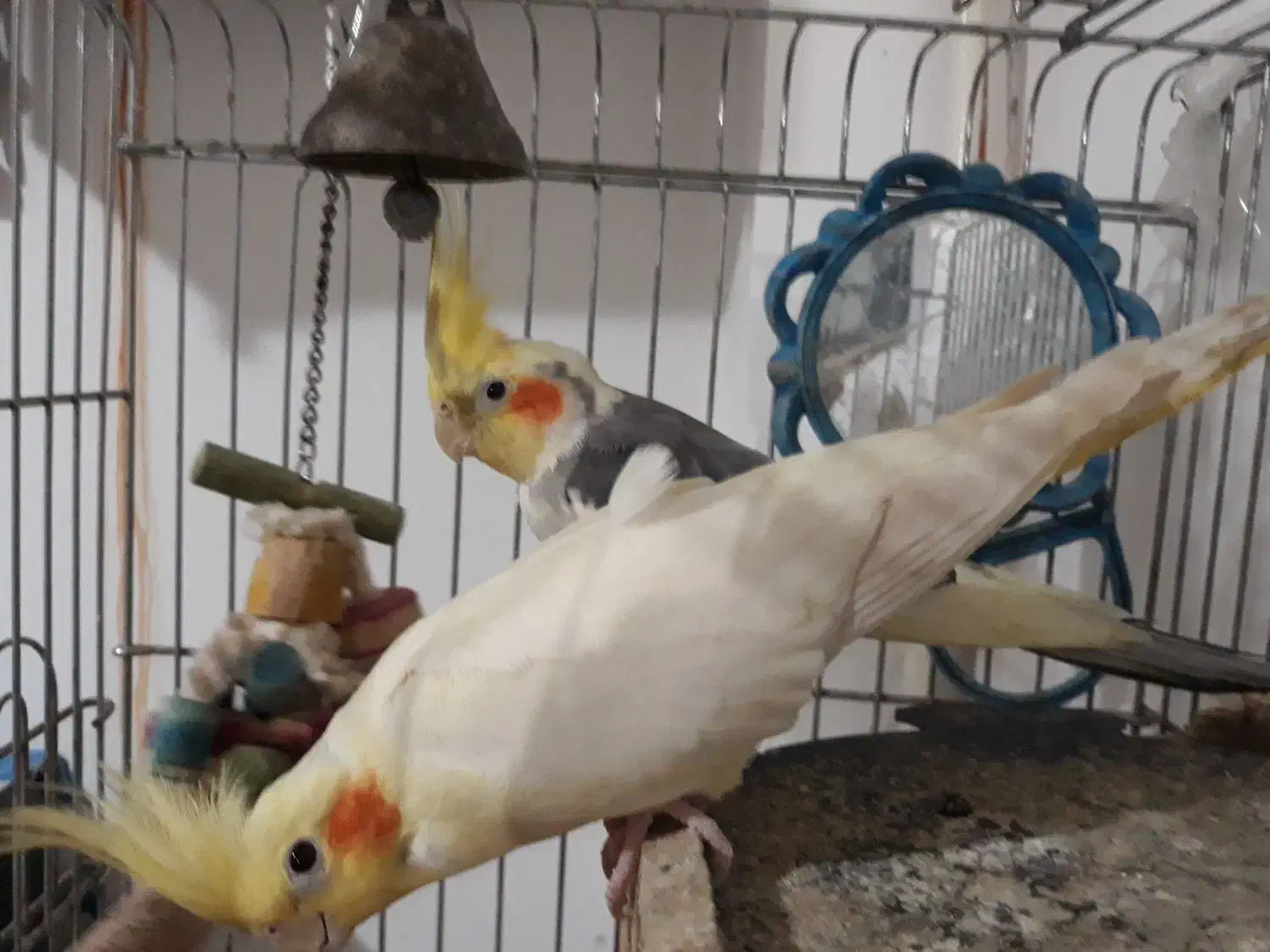 طوطی عروس هلندی سالم و سرحال|پرنده|لاهیجان, گلستان|دیوار