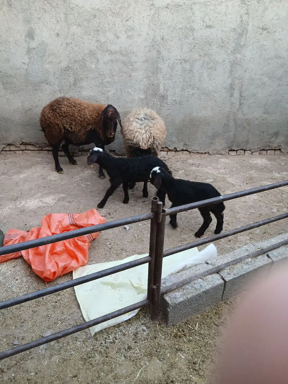 میش و بره دوعدد|حیوانات مزرعه|تربتحیدریه, بالا ولایت|دیوار