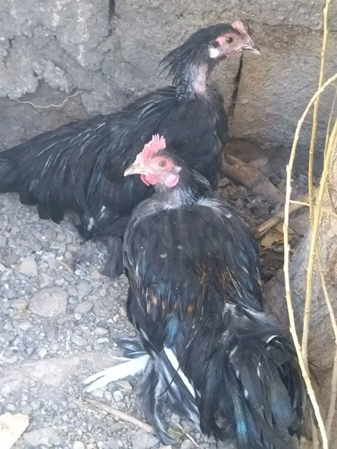 مرغ خروس فونیکس|حیوانات مزرعه|بومهن, |دیوار