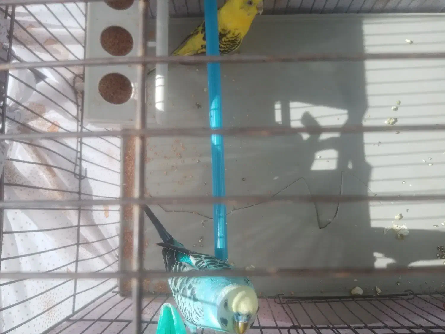 یک جفت مرغ عشق به فروش میرسد|پرنده|تبریز, |دیوار