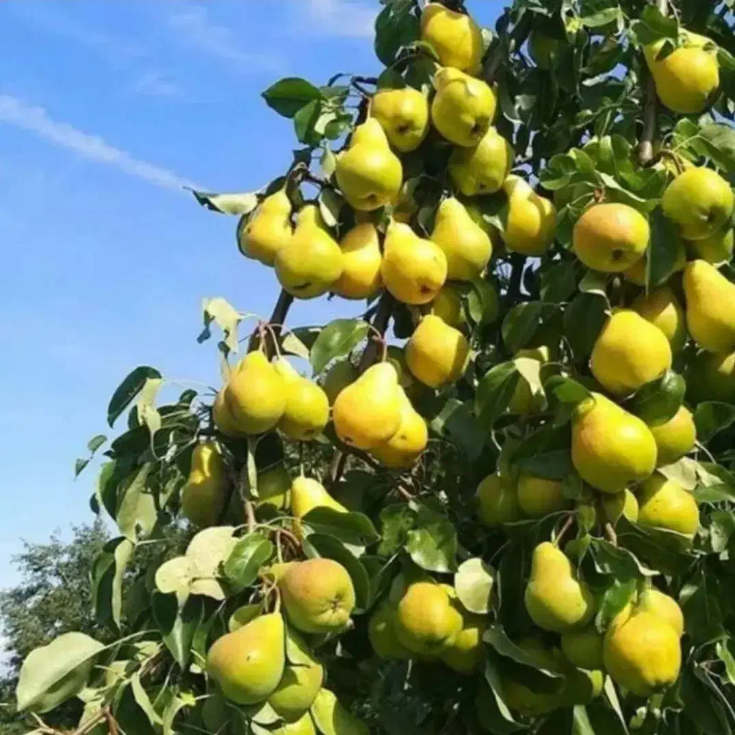 نهالستان سبز پیشرو در تولید نهالهای پیوندی|خدمات باغبانی و درختکاری|مرودشت, بهارستان|دیوار
