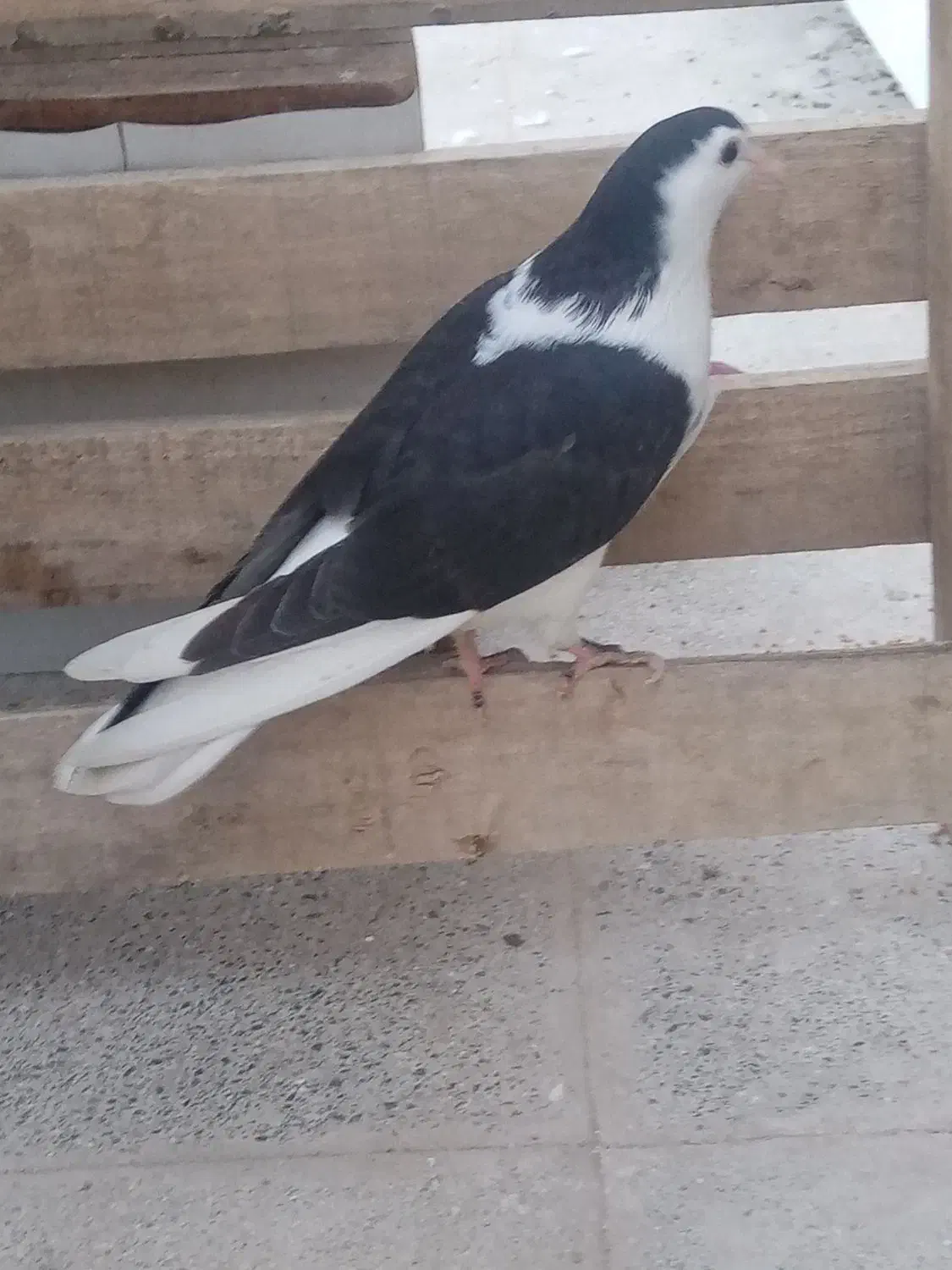 کفتر|پرنده|تربت‌حیدریه, ۴۵ متری|دیوار