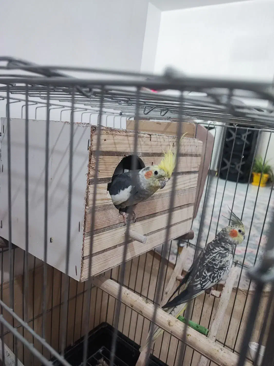 عروس هلندی|پرنده|مشکیندشت, |دیوار