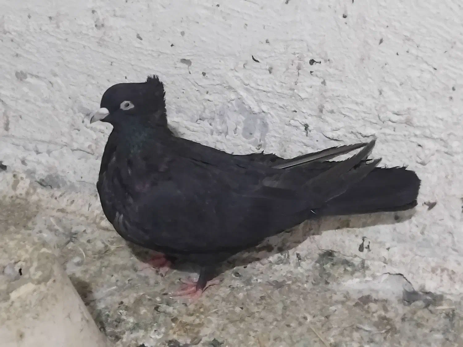 کبوتراصفهانی|پرنده|برخوار, |دیوار